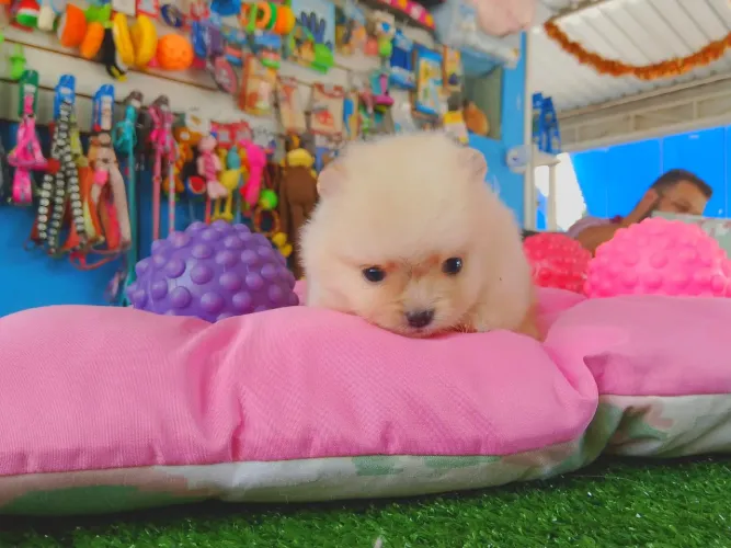 Spitz alemão fêmea a pronta entrega