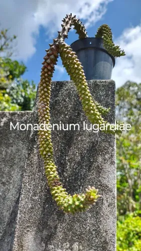 Planta Monadenium lugardiae