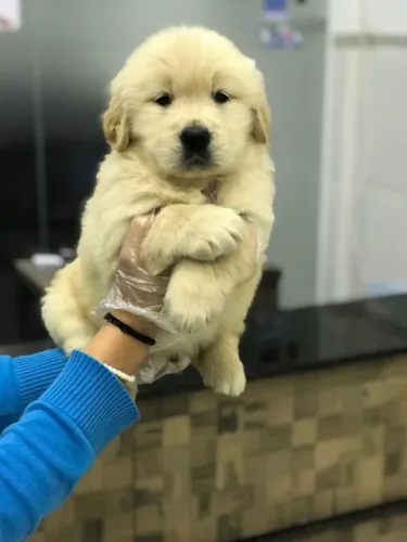  Golden Retriever bem parrudos e fortes, *   