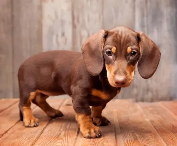 Basset Teckel Disponível 