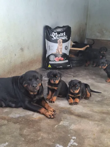 Rottweiler filhotes selecionados