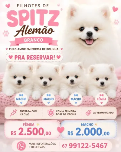 FILHOTES LULU DA PUMERÂNÍA MACHINHO E FÊMEA