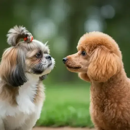 lindos e peludos shipoo escolha o seu Respondo pelo 9.9751.6491