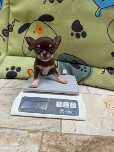 Chihuahua fêmea 