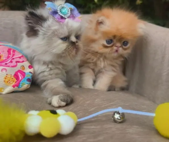 Gato persa red, e himalaio fêmea e macho
