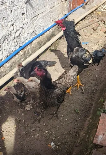 Galinha com 5 pontos e galo de raça