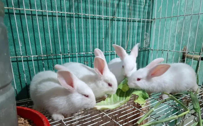 Coelhinhos lindos