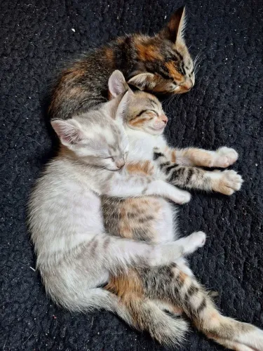 Gatinhas pra Doação ?
