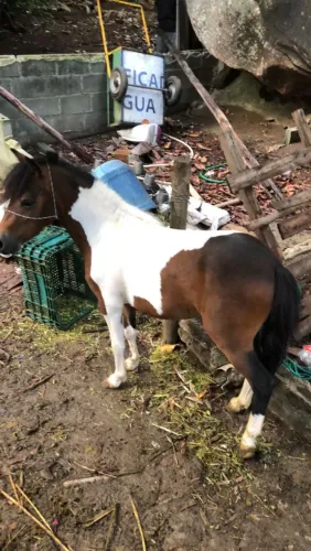 Mini pônei ( macho )