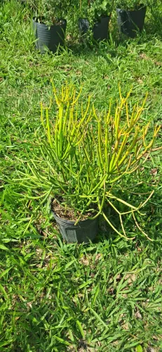 Palito de fogo 