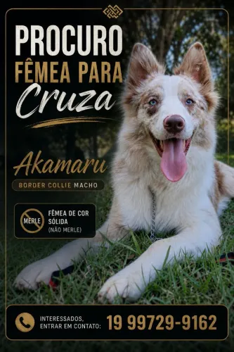 Procuro fêmea
