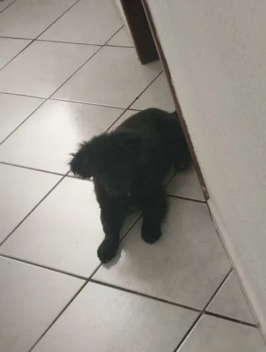 Filhote para adoção.