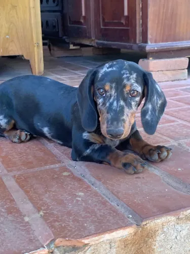Basset Dachshund Cofap Salsicha Arlequim Macho