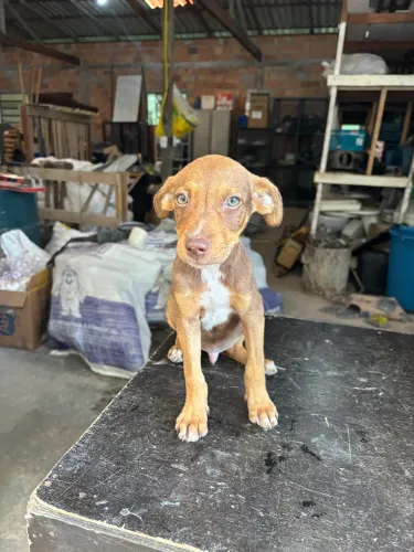 Cachorro macho para adoção
