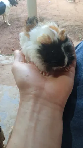Porquinho da índia 