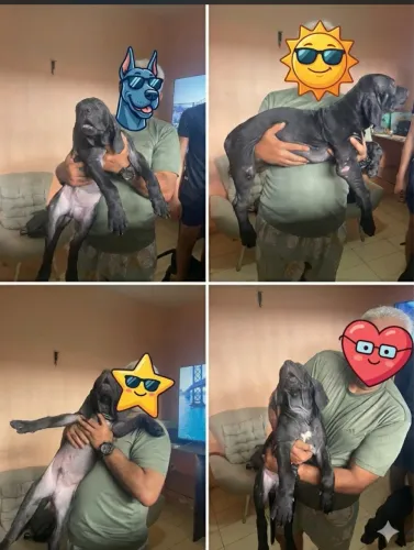 Cachorro
