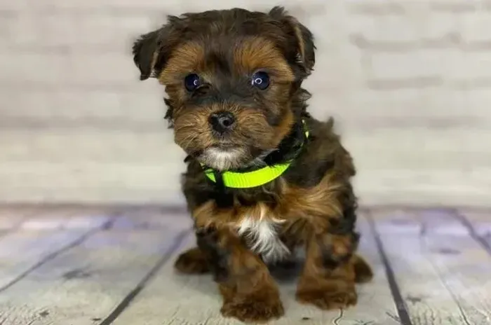 Cachorro yorkpoo passo cartão caminha brinde lindos