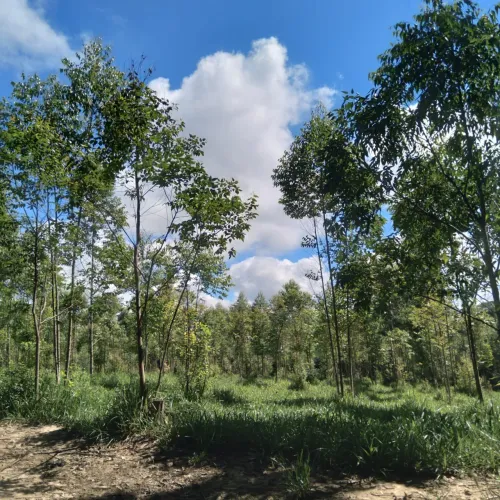 Sítio 10 Alqueires, Rica em Água com Corrego, Planta 5 Alqueires em Eucaliptos, Sem Benfei