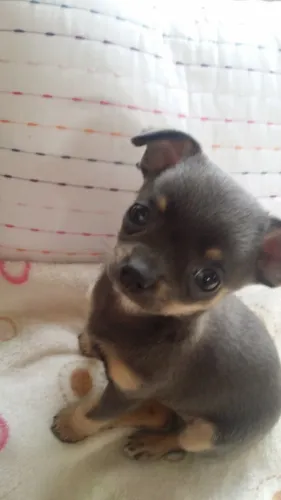 Chihuahua perfeito para transformar seu lar
