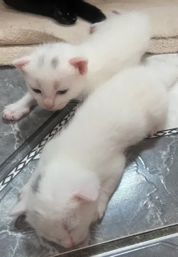Doação de gatinhos