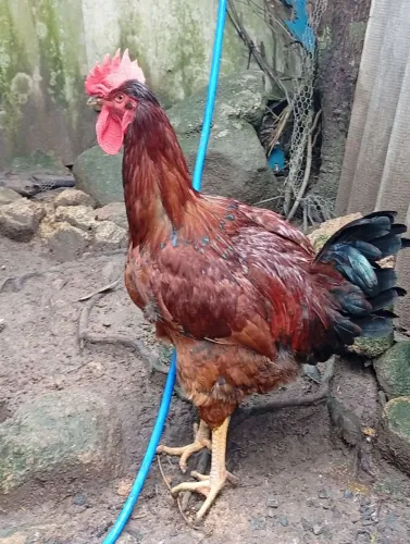 Vendo 1 frango GSB puro