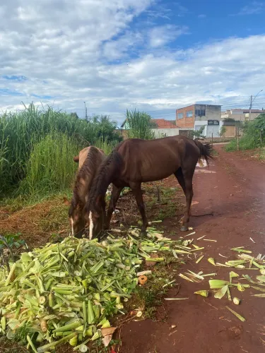 Vende-se duas éguas