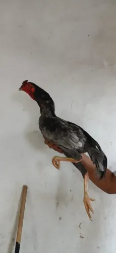 Frango top cinza