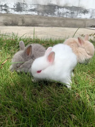 Mini coelhos raça Netherland