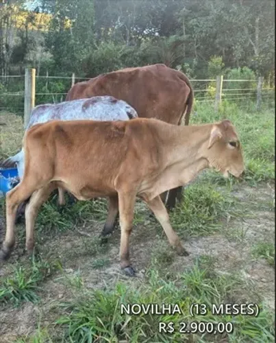 NOVILHA MANSA 1 ANO