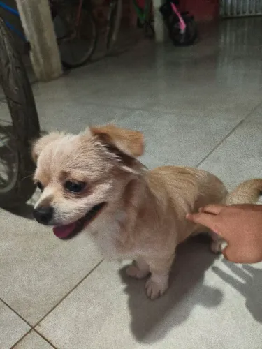 Cachorro macho pra doação 