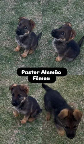 PASTOR ALEMÃO