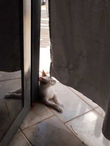 Gata para adoção