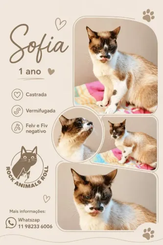 Sofia um charme 1 ano castrada