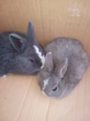 Filhotes de coelhos 