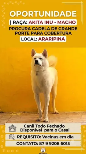 Akita procura fêmea para cobertura