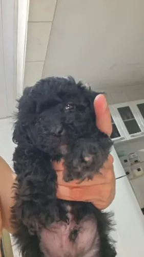 Cachorro Poodle Toy ORIGINAL
