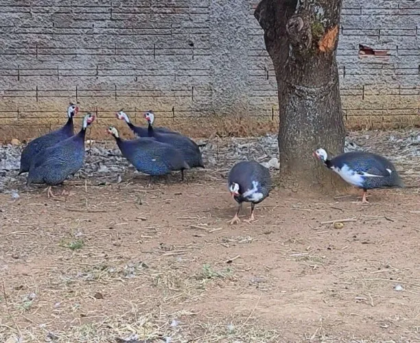 Galinha de Angola (Adulta)