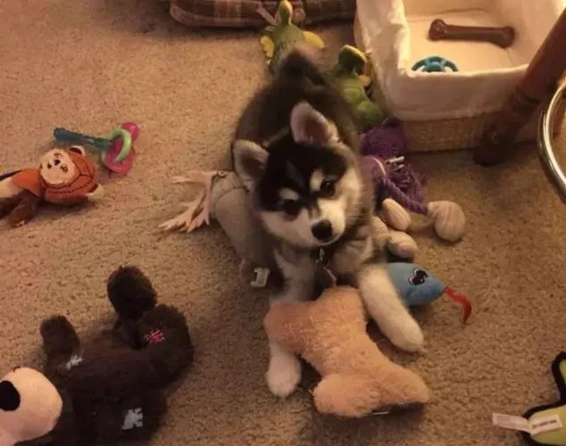 Husky siberiano ¿ Beleza , saúde e qualidade garantida !!