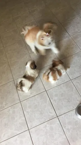 Shitzu para DOAÇÃO!