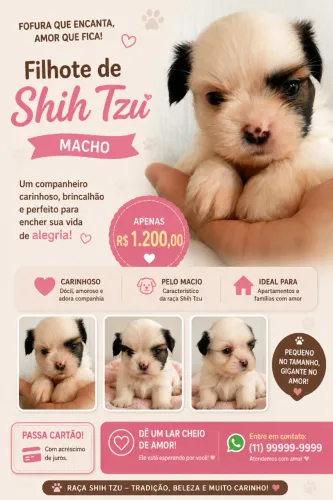 Filhotes Shih tzu