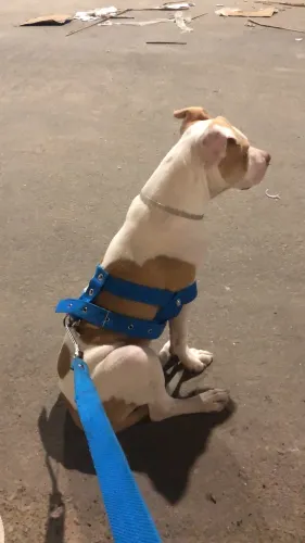 Pitbull