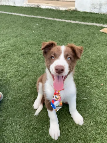 Filhote Border collie macho disponível