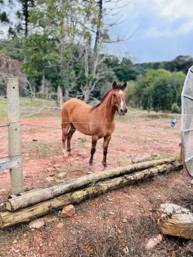 Vendo égua crioula