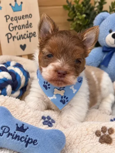 Super lindinho! Bebezinho de yorkshire merle macho olho azul 