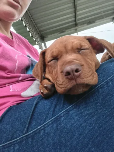 Cachorra pitbull