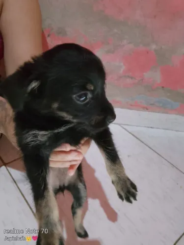 Cachorra pinscher 