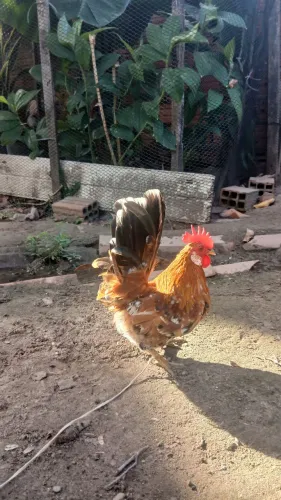Galo garnize