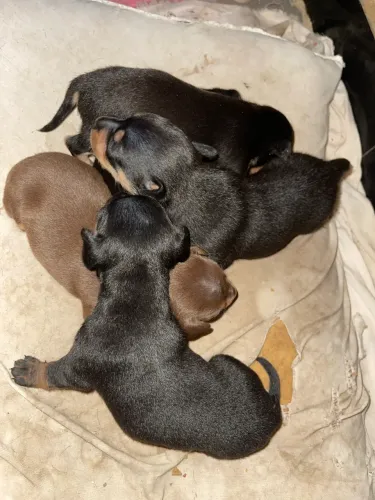 Cachorro pincher 