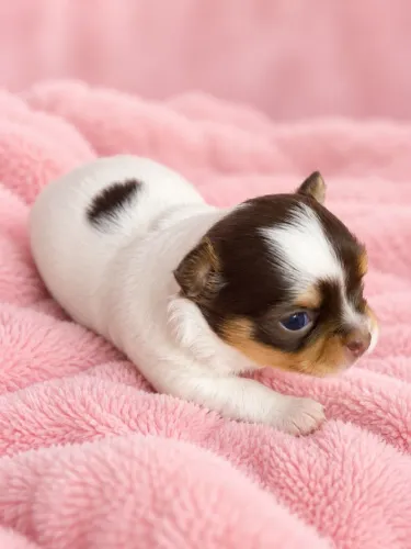 Chihuahua Filhote Fêmea Pelo Longo Tricochoco