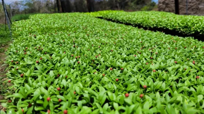 Vendo GRANJA COM 04 ESTUFAS PARA PLANTIO DE HORTALIÇAS